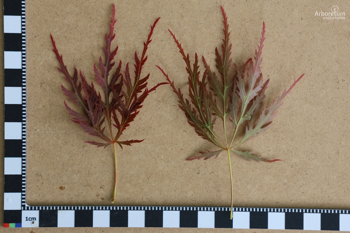 B-1-95_Acer palmatum ‘Dissectum Ornatum’_l5
