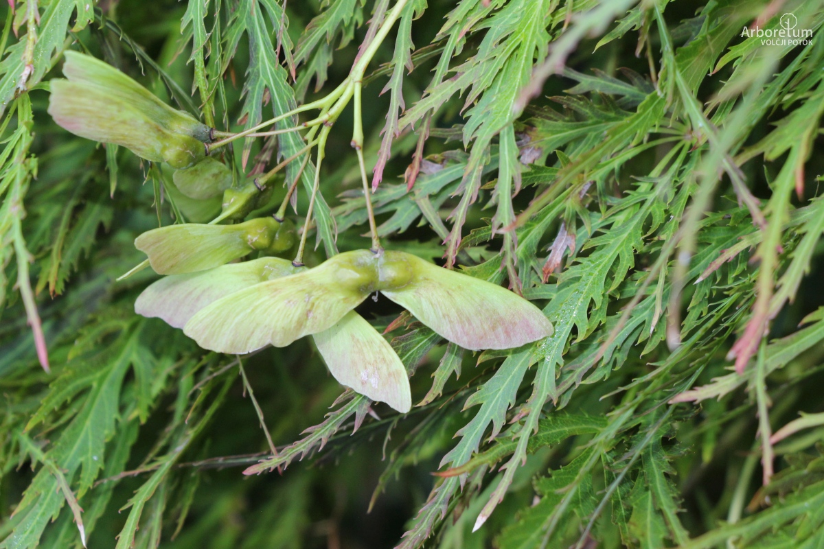 B-1-95_Acer palmatum ‘Dissectum Ornatum’_p10