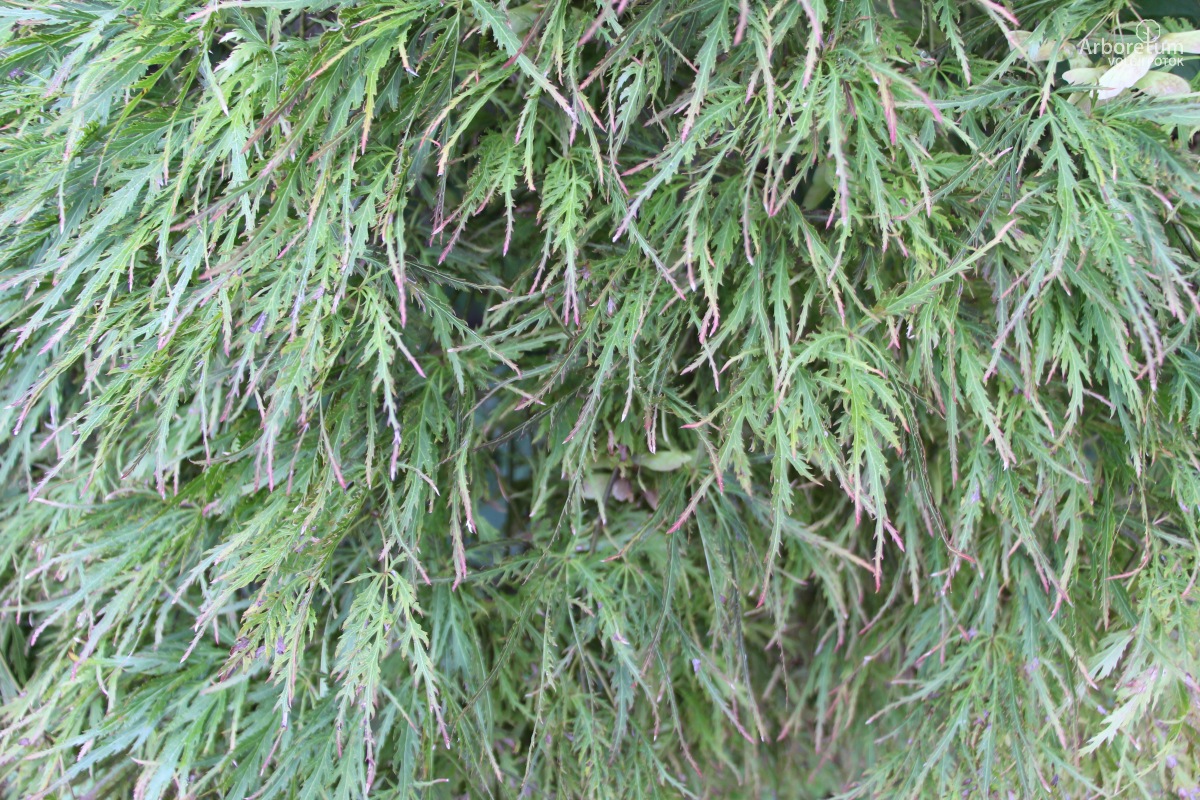 B-1-95_Acer palmatum ‘Dissectum Ornatum’_v10