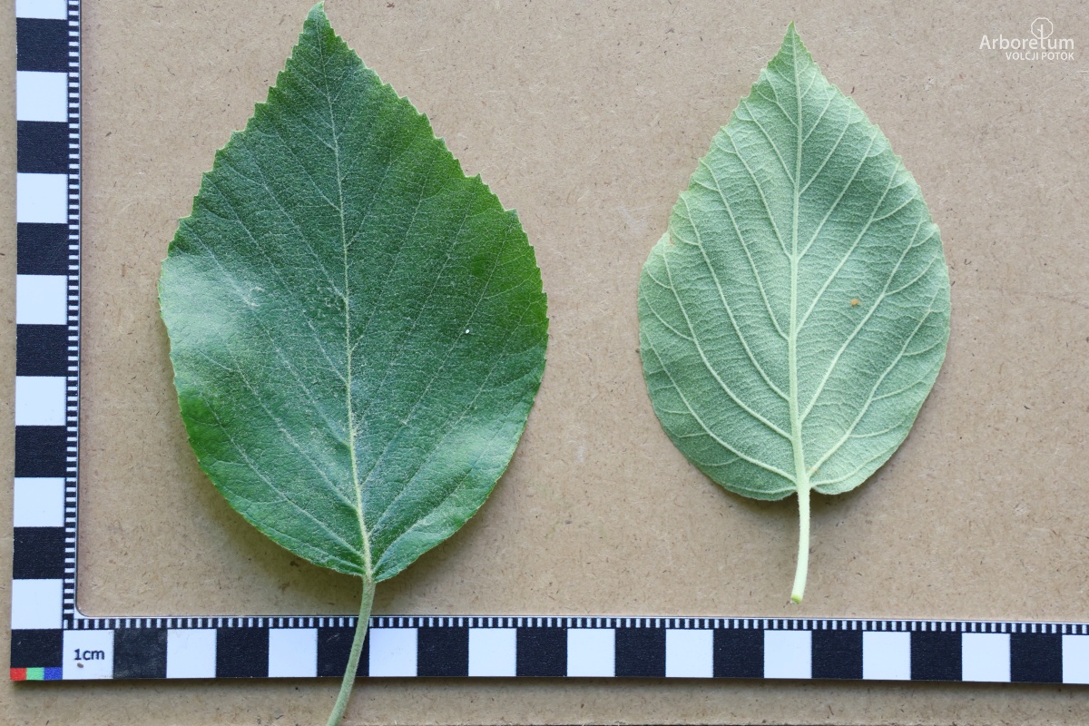 B-2-18_Malus tschonoskii_l5