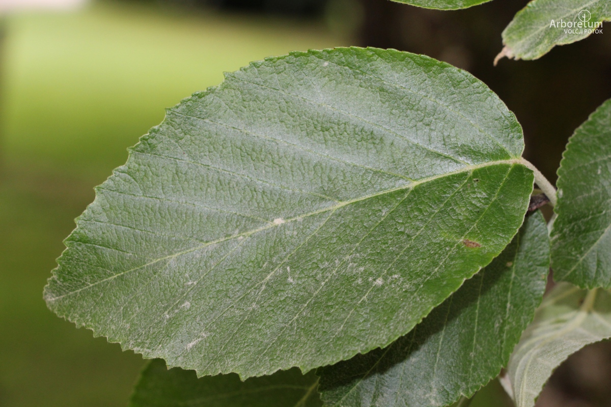 B-2-18_Malus tschonoskii_l6