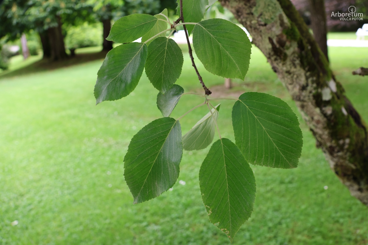 B-2-20_Malus tschonoskii_v