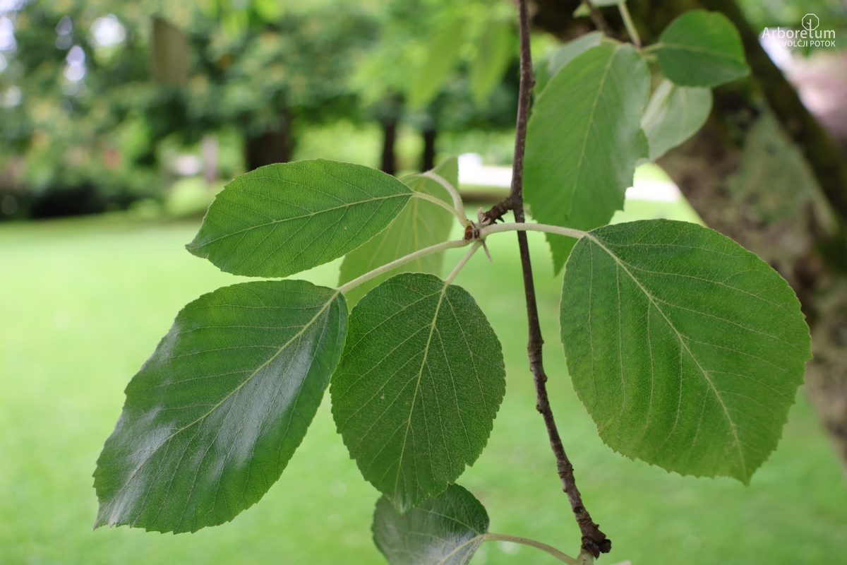 B-2-20_Malus tschonoskii_v2