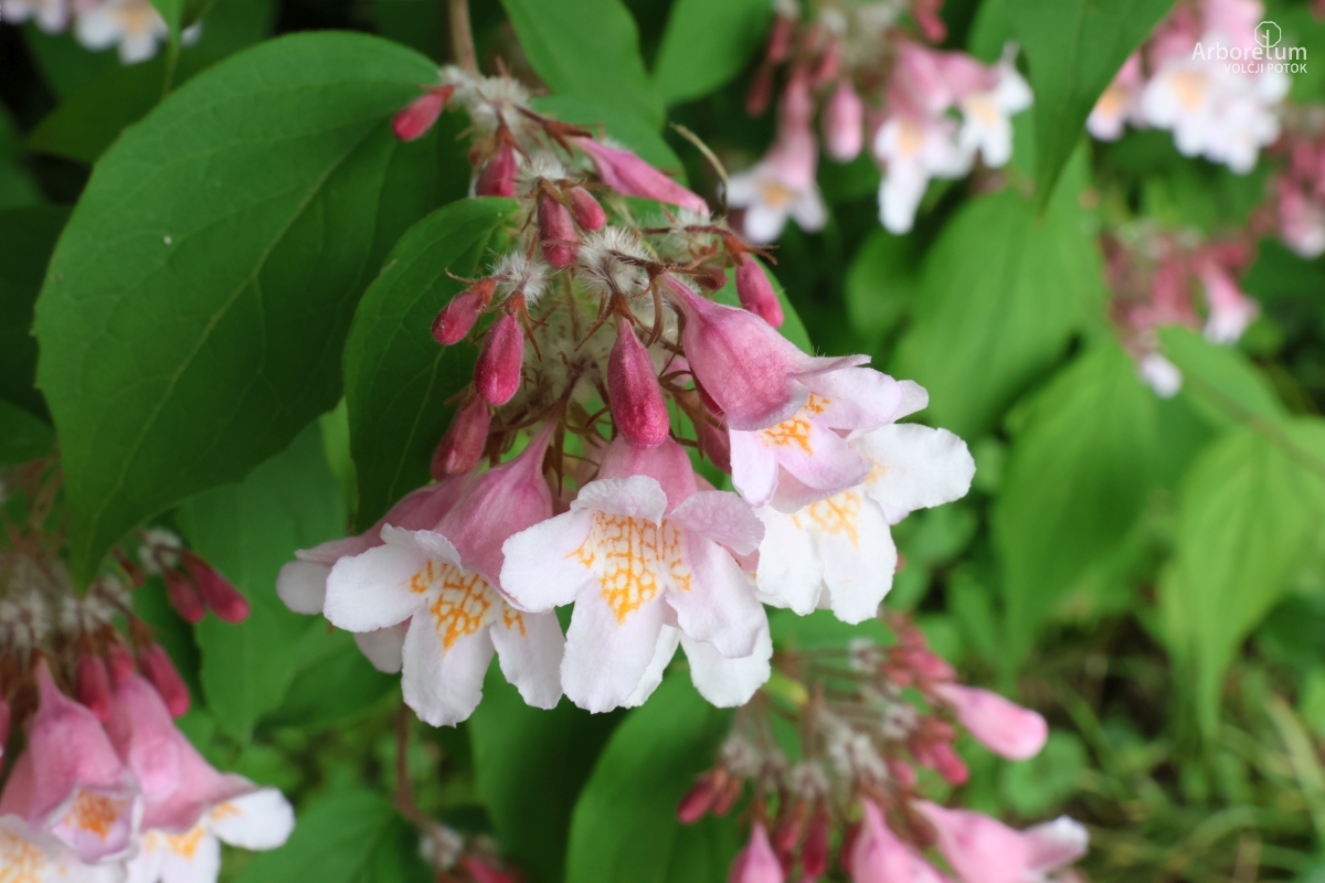 B-2-23_Kolkwitzia amabilis ‘Pink Cloud’_c