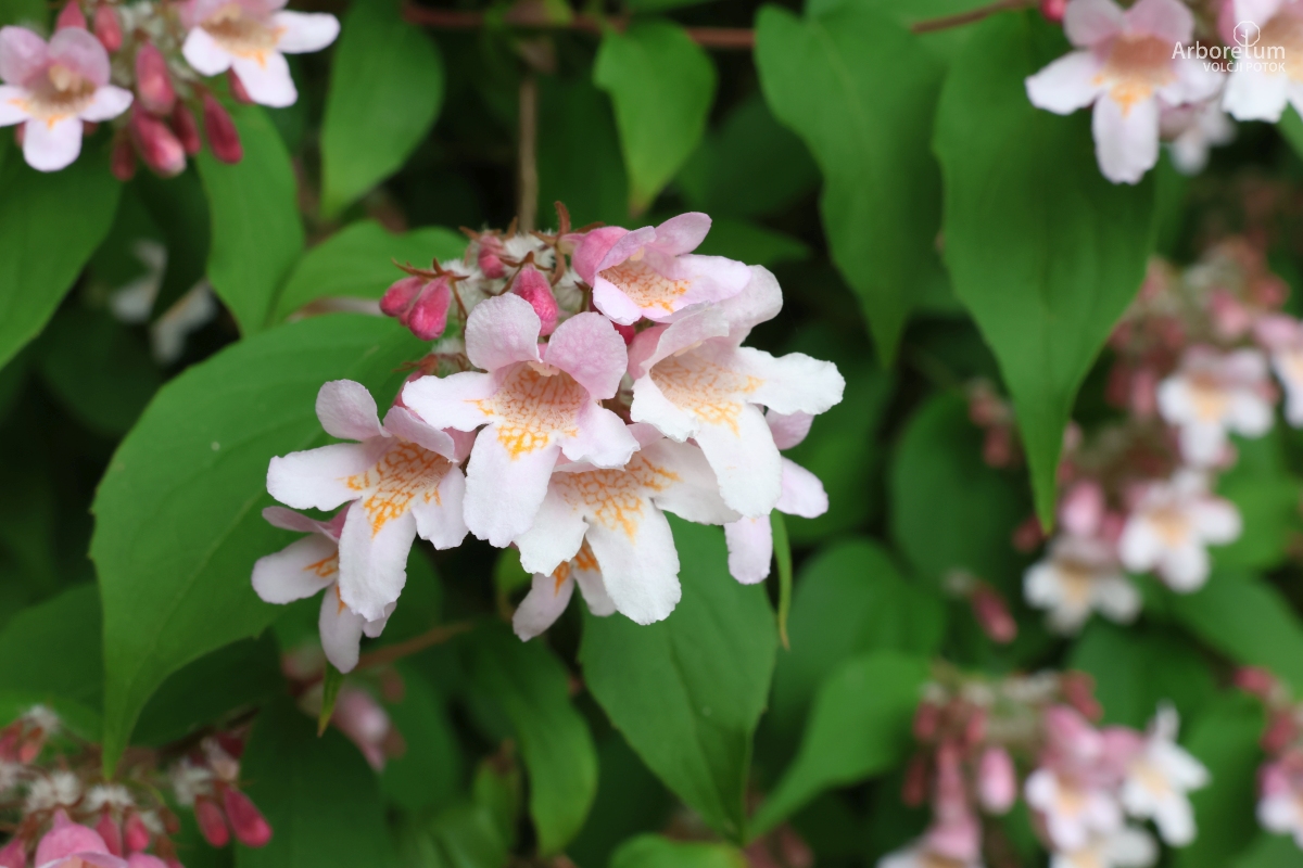 B-2-23_Kolkwitzia amabilis ‘Pink Cloud’_c3