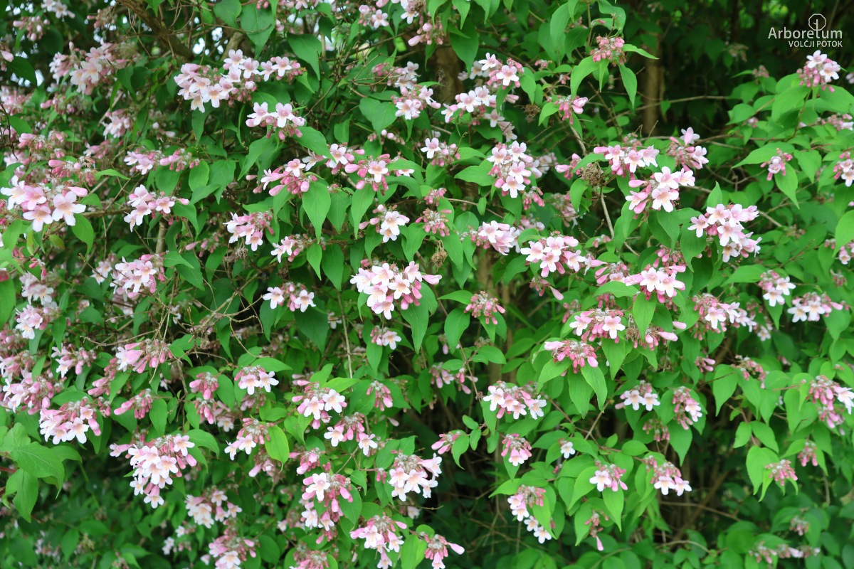 B-2-23_Kolkwitzia amabilis ‘Pink Cloud’_v