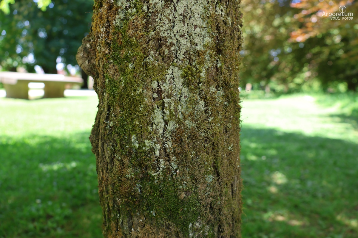 B-2-37_Ulmus × hollandica ‘Jacqueline Hillier’_d