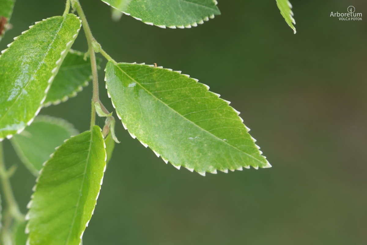 B-2-37_Ulmus × hollandica ‘Jacqueline Hillier’_l