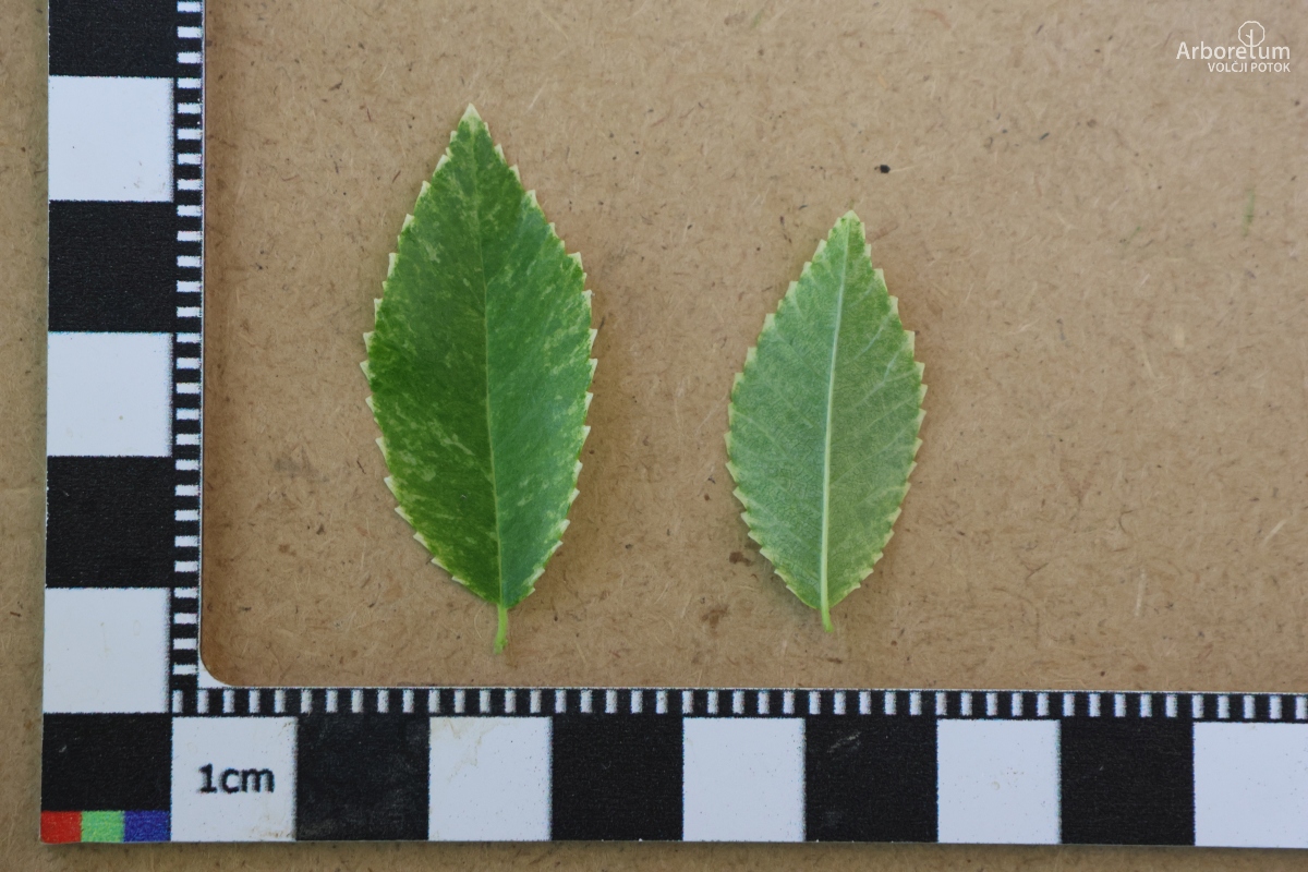 B-2-37_Ulmus × hollandica ‘Jacqueline Hillier’_l5