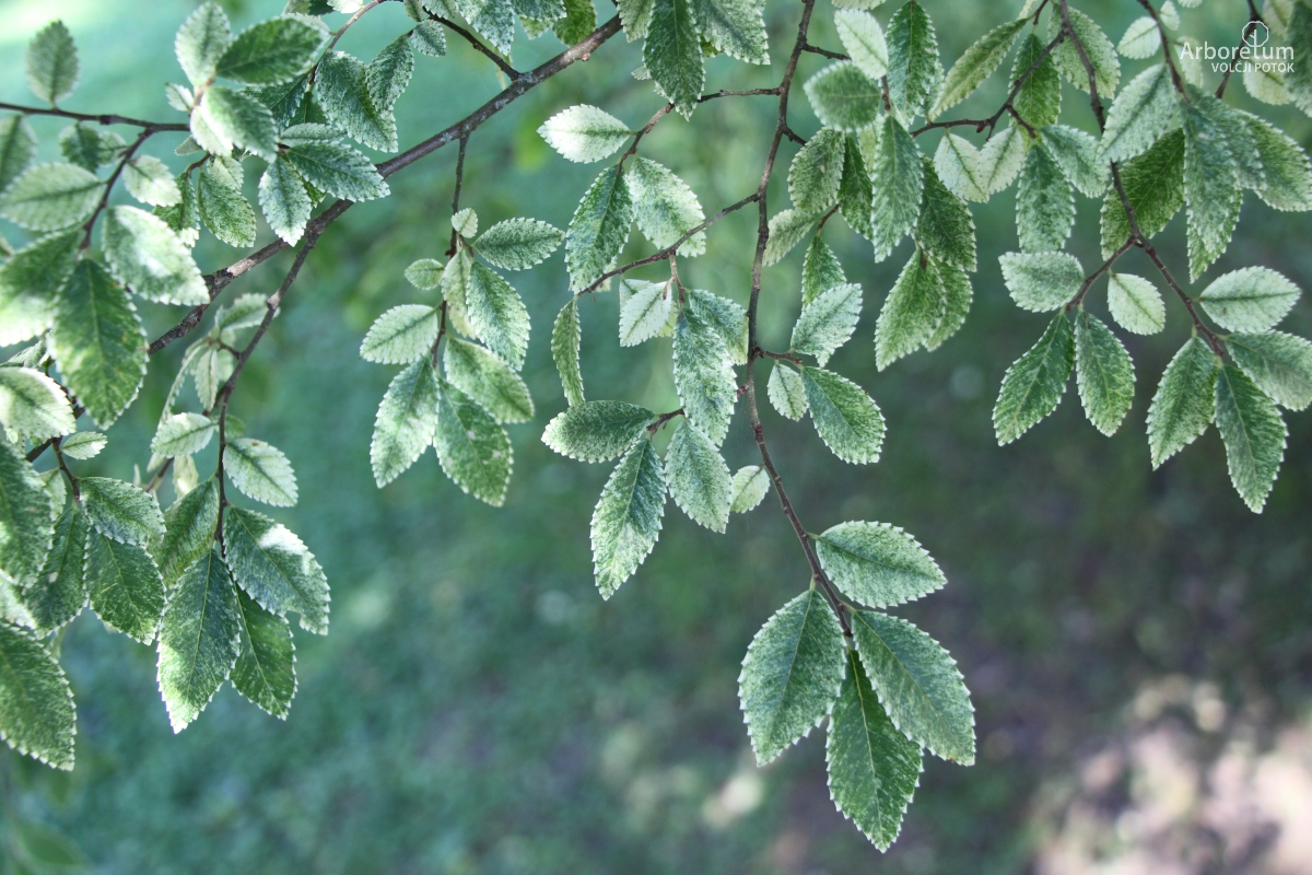 B-2-37_Ulmus × hollandica ‘Jacqueline Hillier’_v6