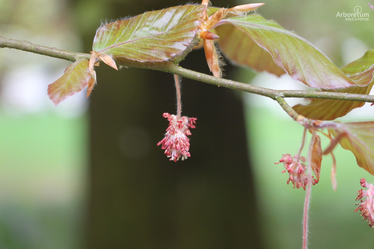 B-2-41_Fagus sylvatica ‘Cuprea’_c10