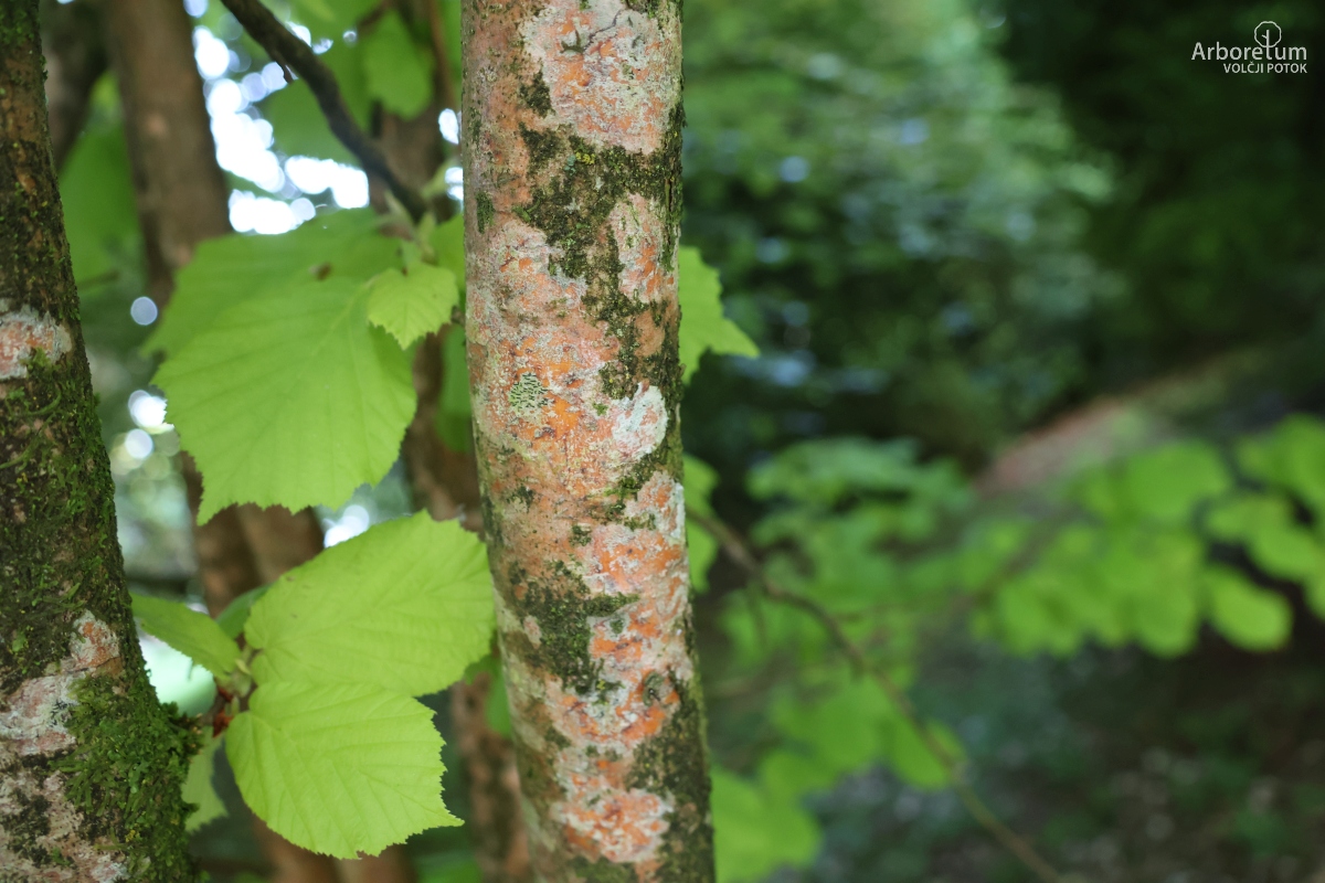 B-2-46_Corylus avellana ‘Aurea’_d