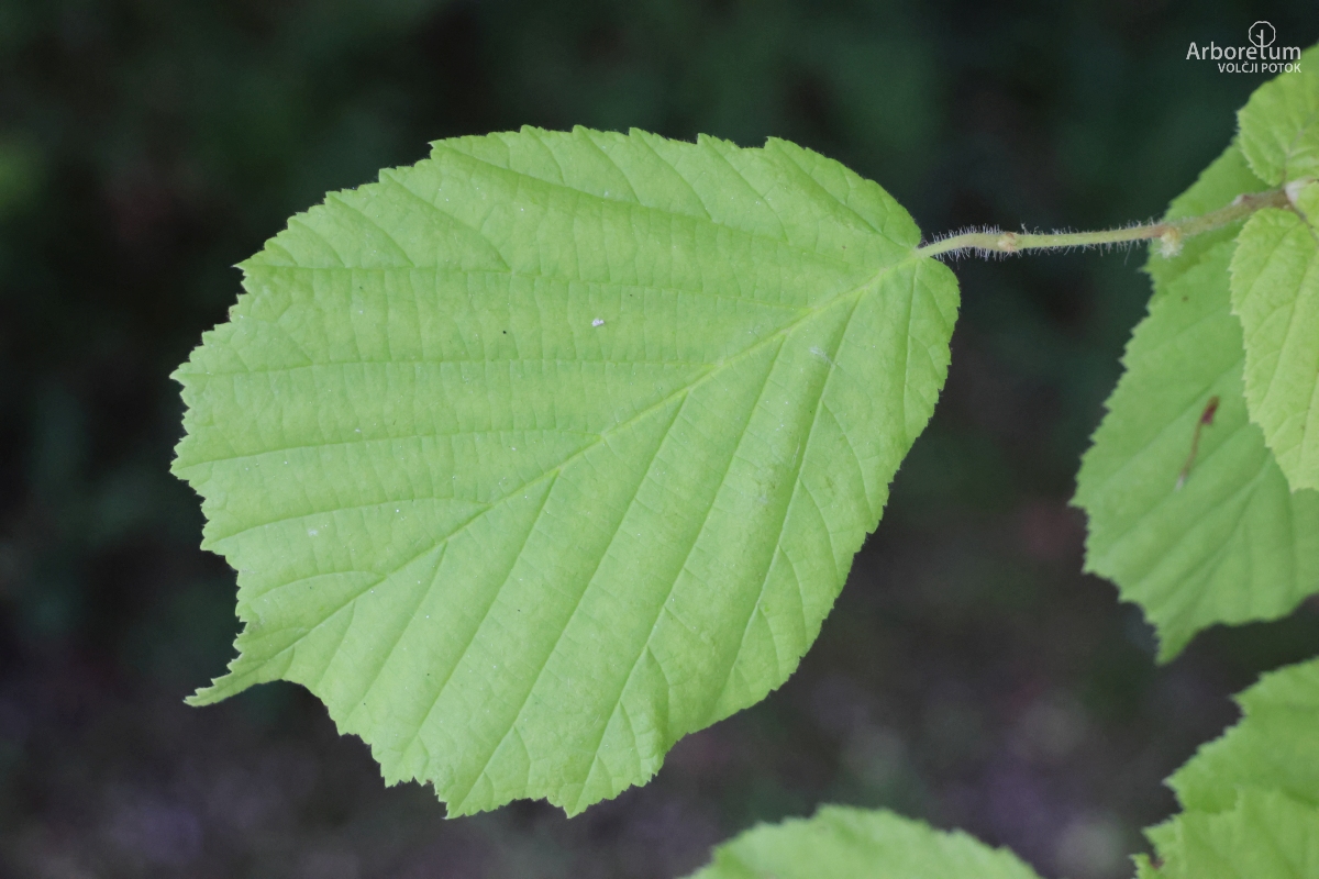 B-2-46_Corylus avellana ‘Aurea’_l