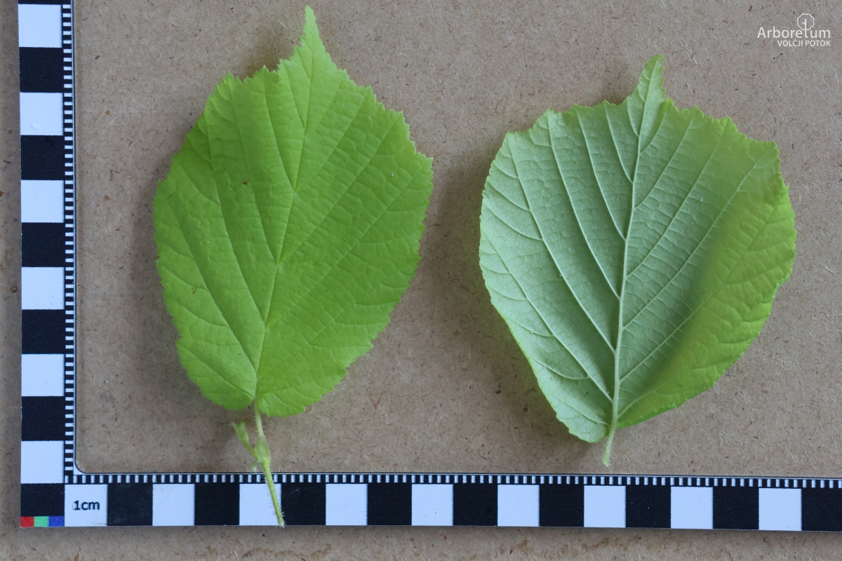 B-2-46_Corylus avellana ‘Aurea’_l5