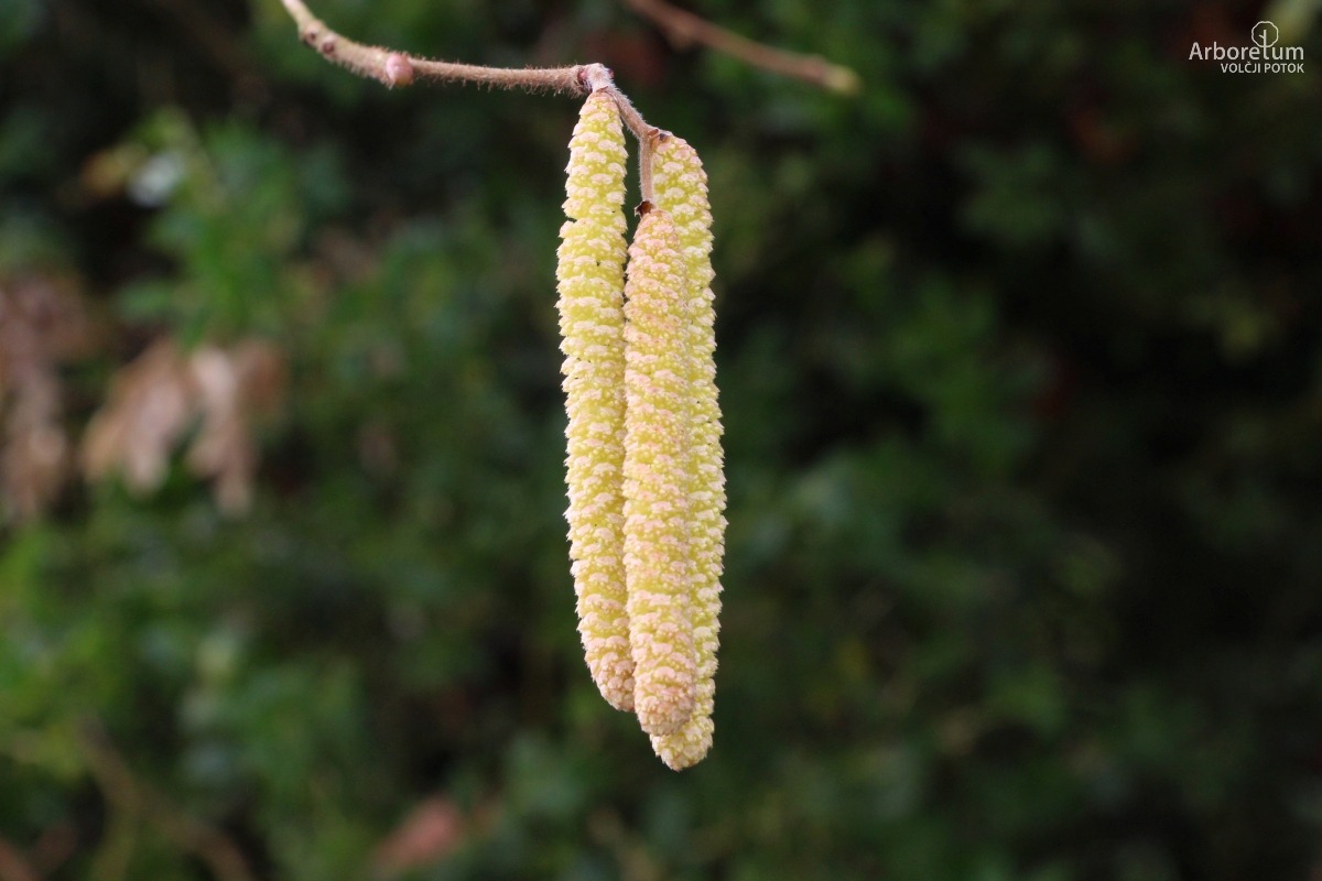 B-2-46_Corylus avellana ‘Aurea’_p5