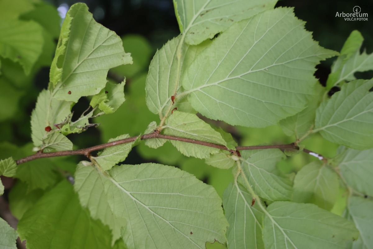 B-2-46_Corylus avellana ‘Aurea’_v