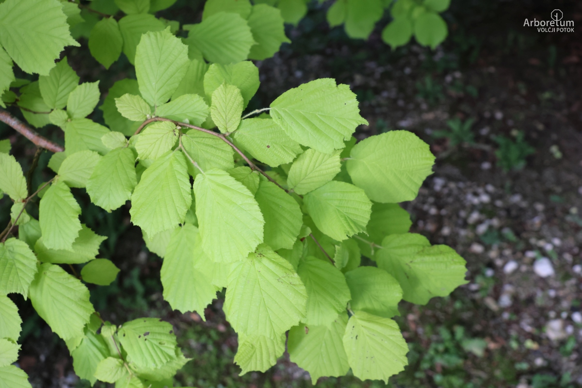 B-2-46_Corylus avellana ‘Aurea’_v2