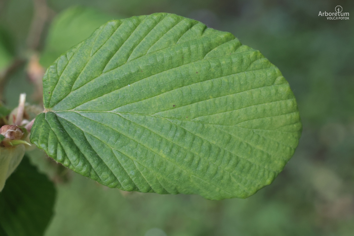 B-2-57_Corylopsis willmottiae_l