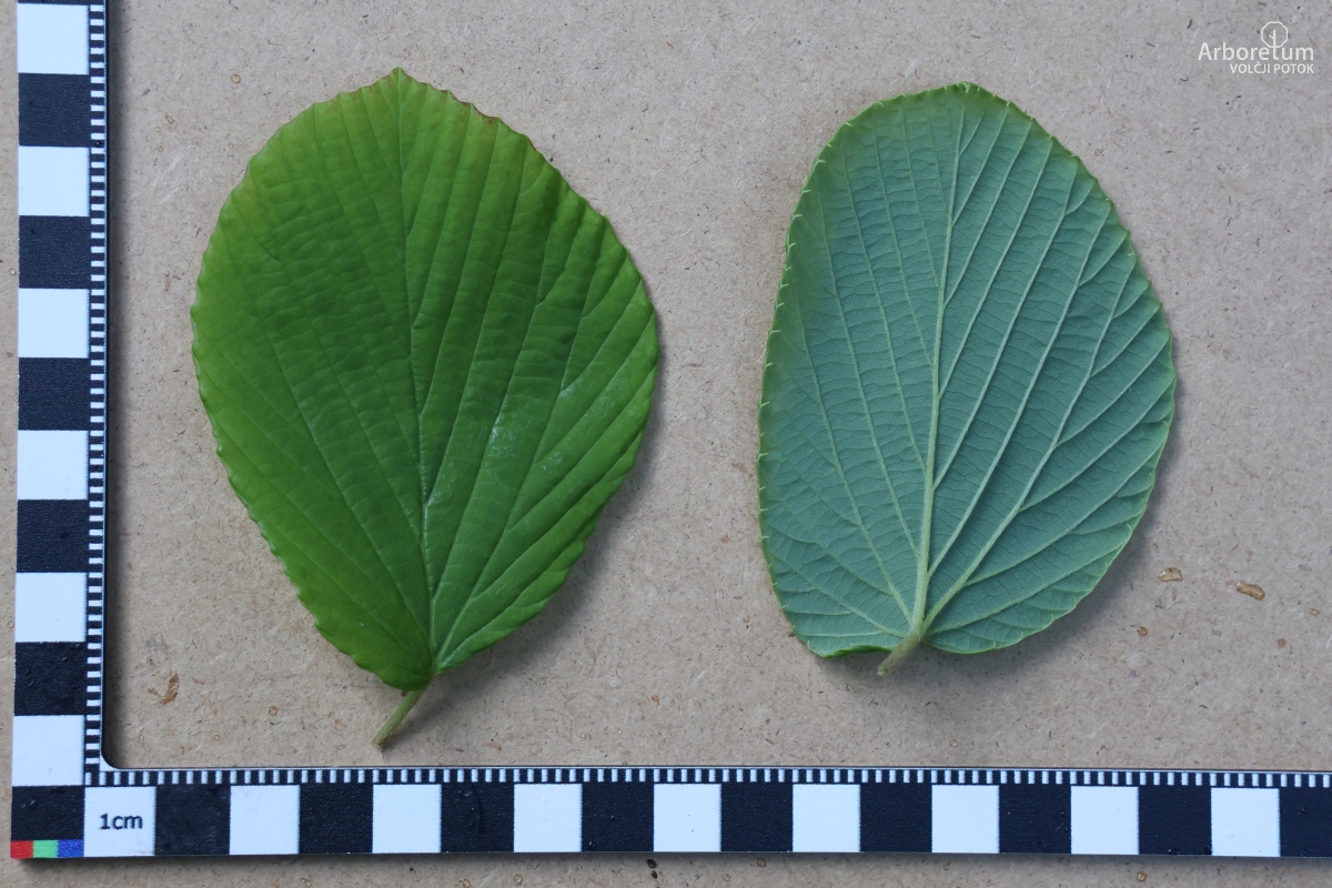 B-2-57_Corylopsis willmottiae_l2