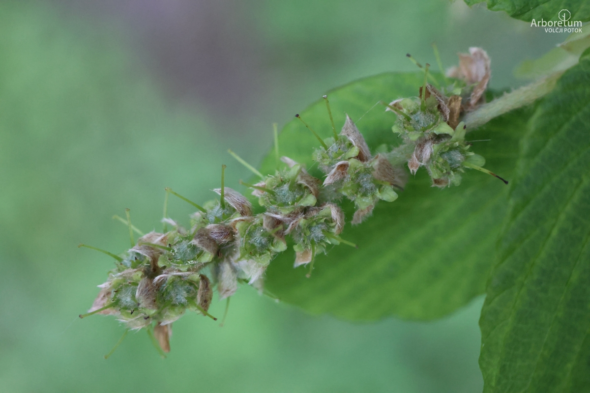 B-2-57_Corylopsis willmottiae_p