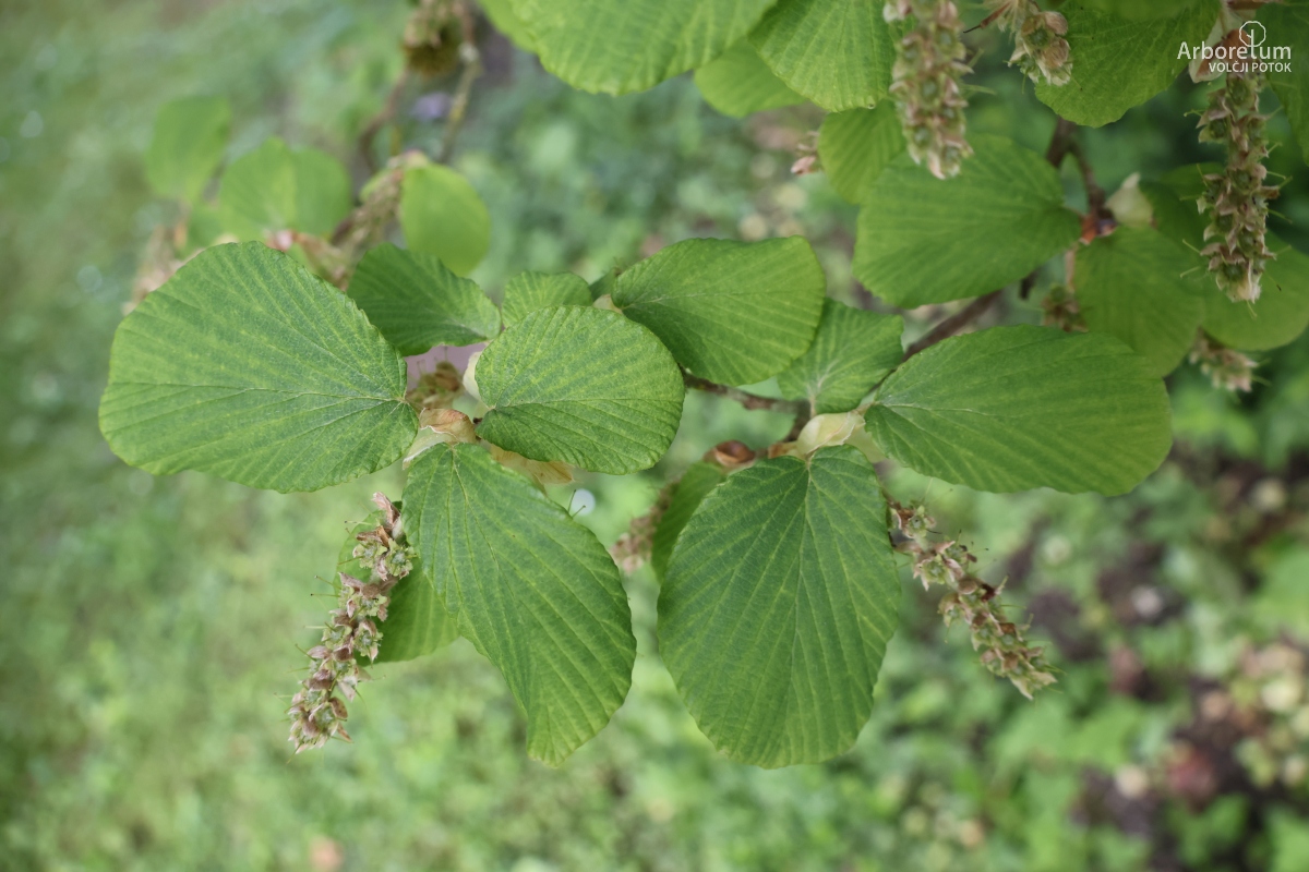 B-2-57_Corylopsis willmottiae_v