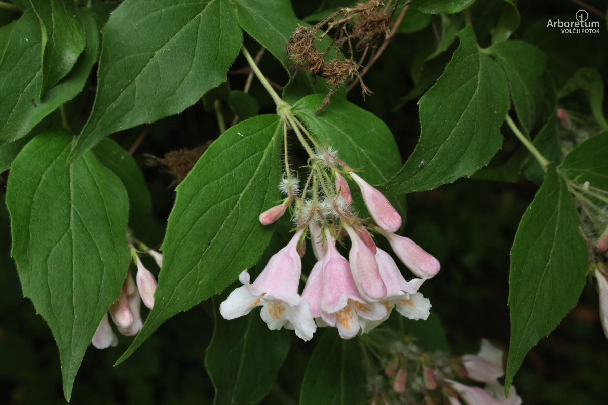 B-3-13_Kolkwitzia amabilis_c
