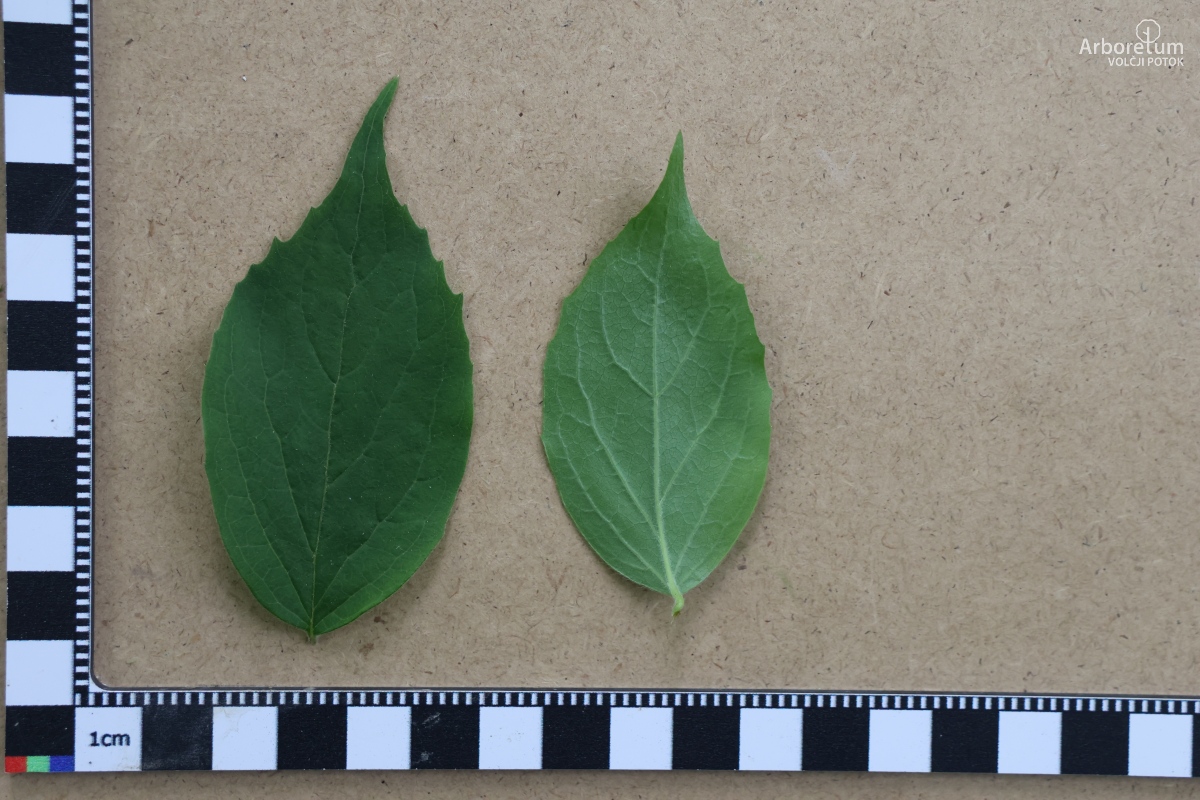 B-3-13_Kolkwitzia amabilis_l5