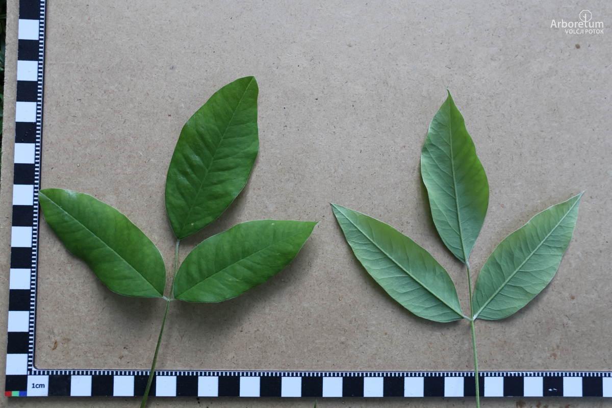 B-3-24_Lespedeza thunbergii_l3