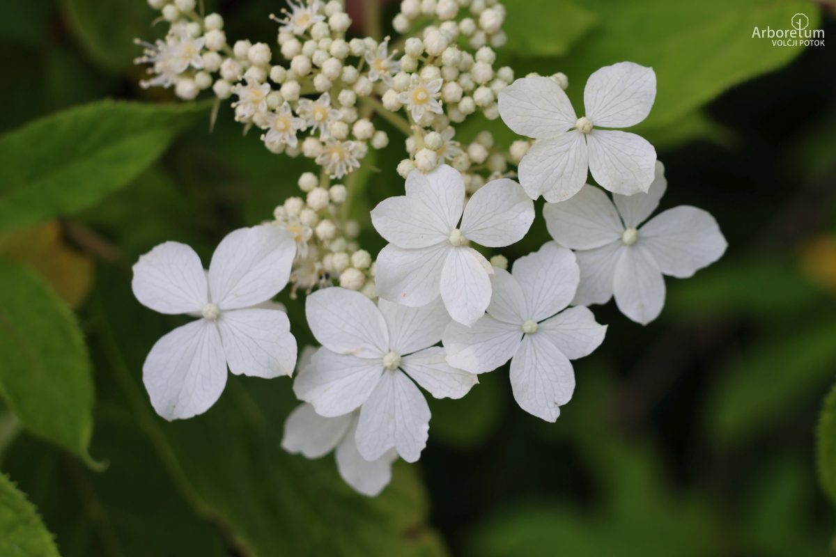 C-1-19_Hydrangea heteromalla_c