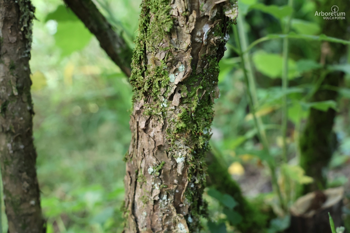 C-1-19_Hydrangea heteromalla_d