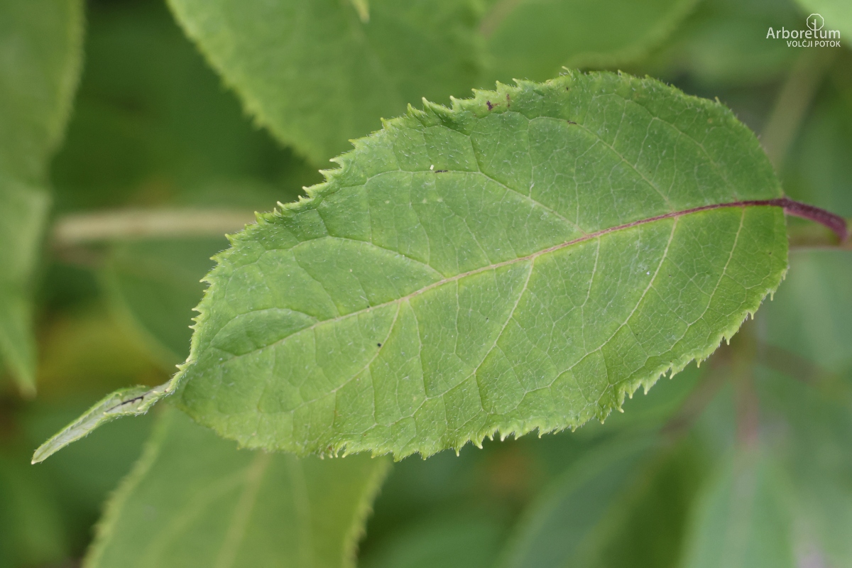 C-1-19_Hydrangea heteromalla_l