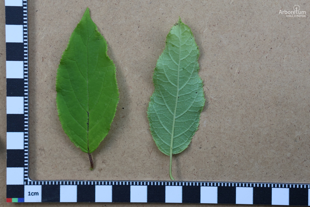 C-1-19_Hydrangea heteromalla_l5