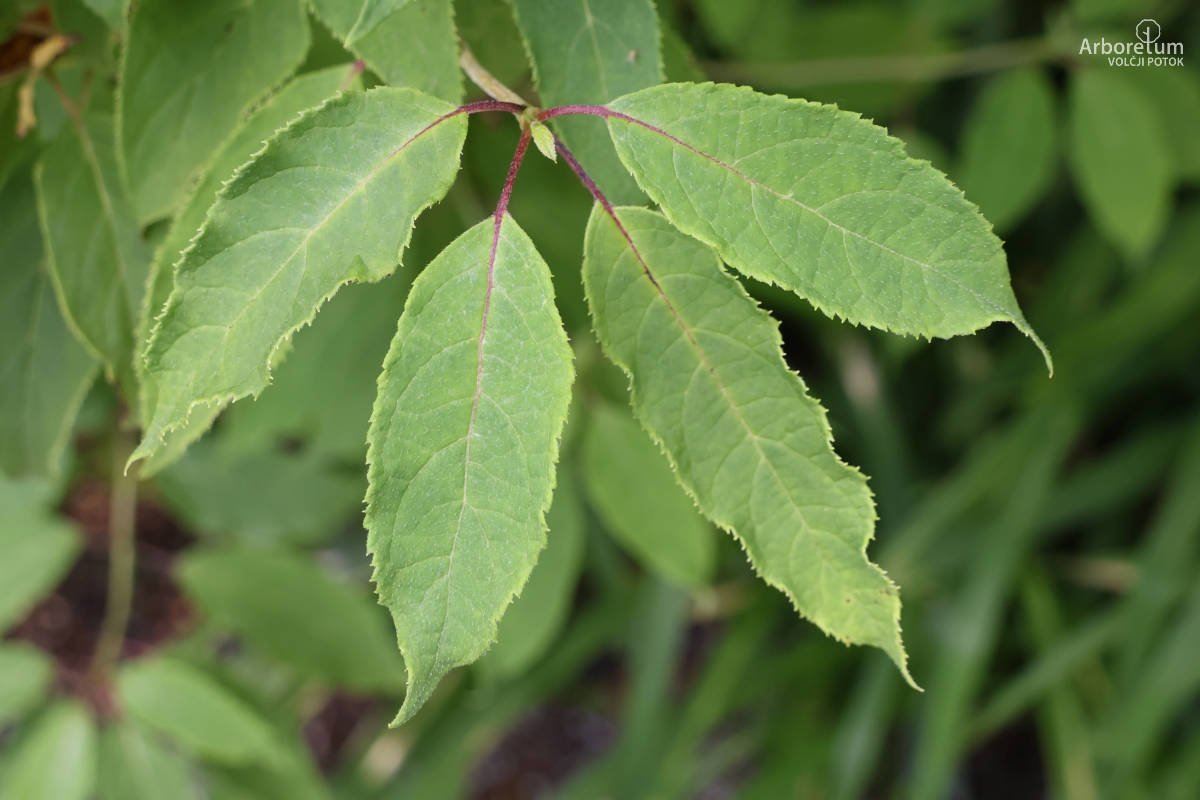 C-1-19_Hydrangea heteromalla_v