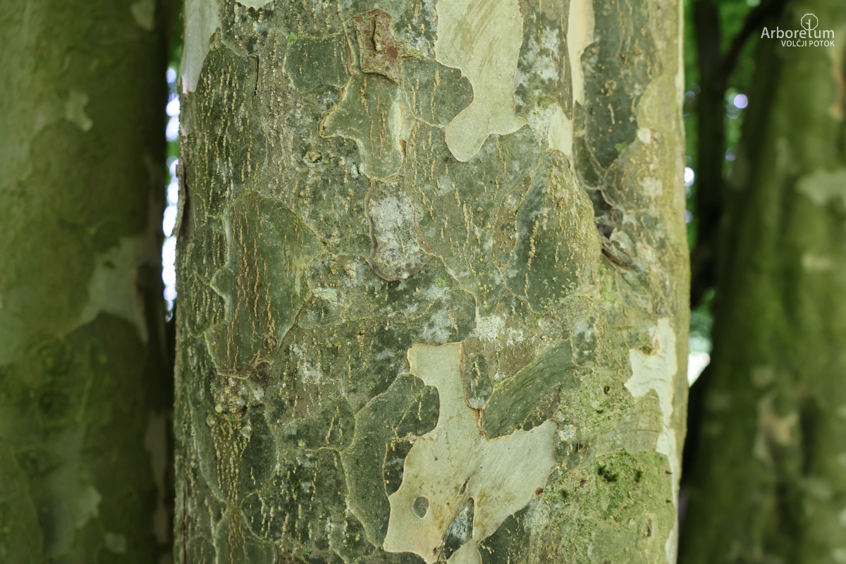 C-1-28_Parrotia persica_d