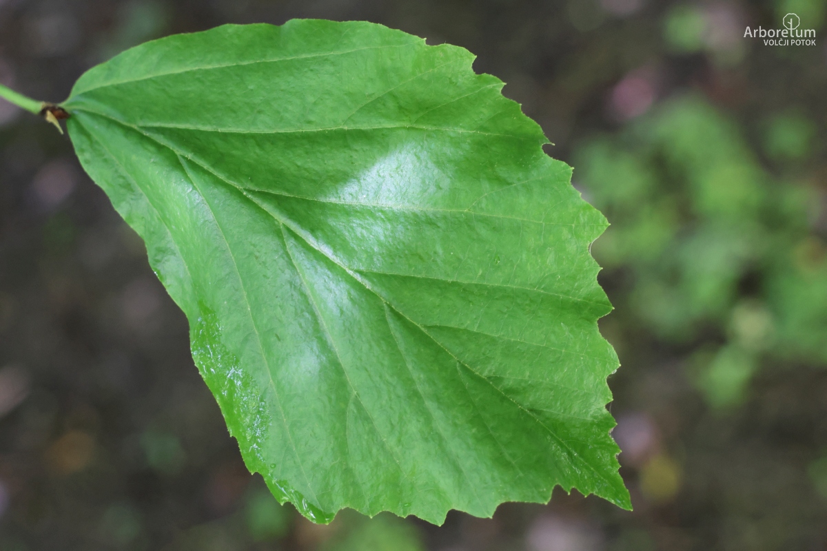 C-1-28_Parrotia persica_l