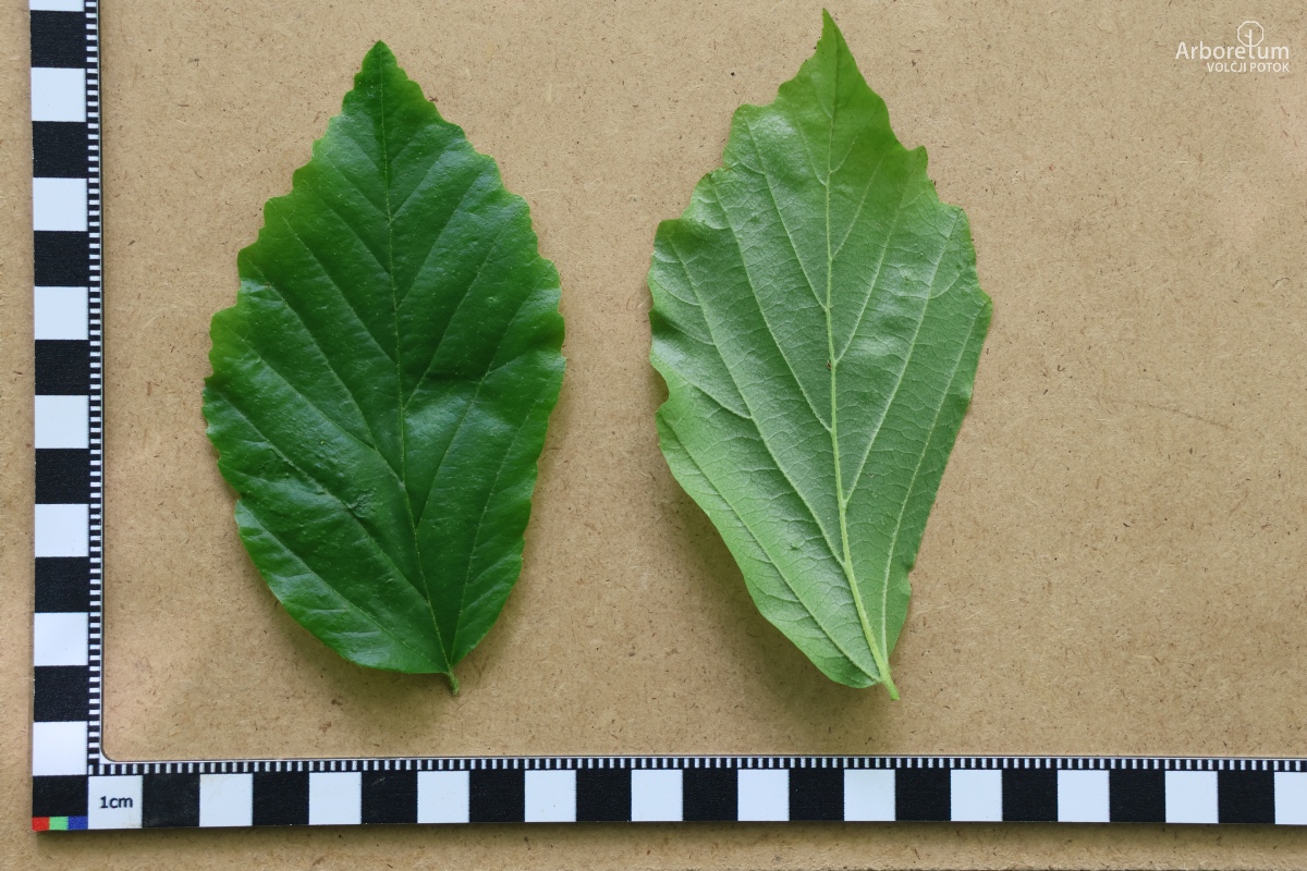 C-1-28_Parrotia persica_l5