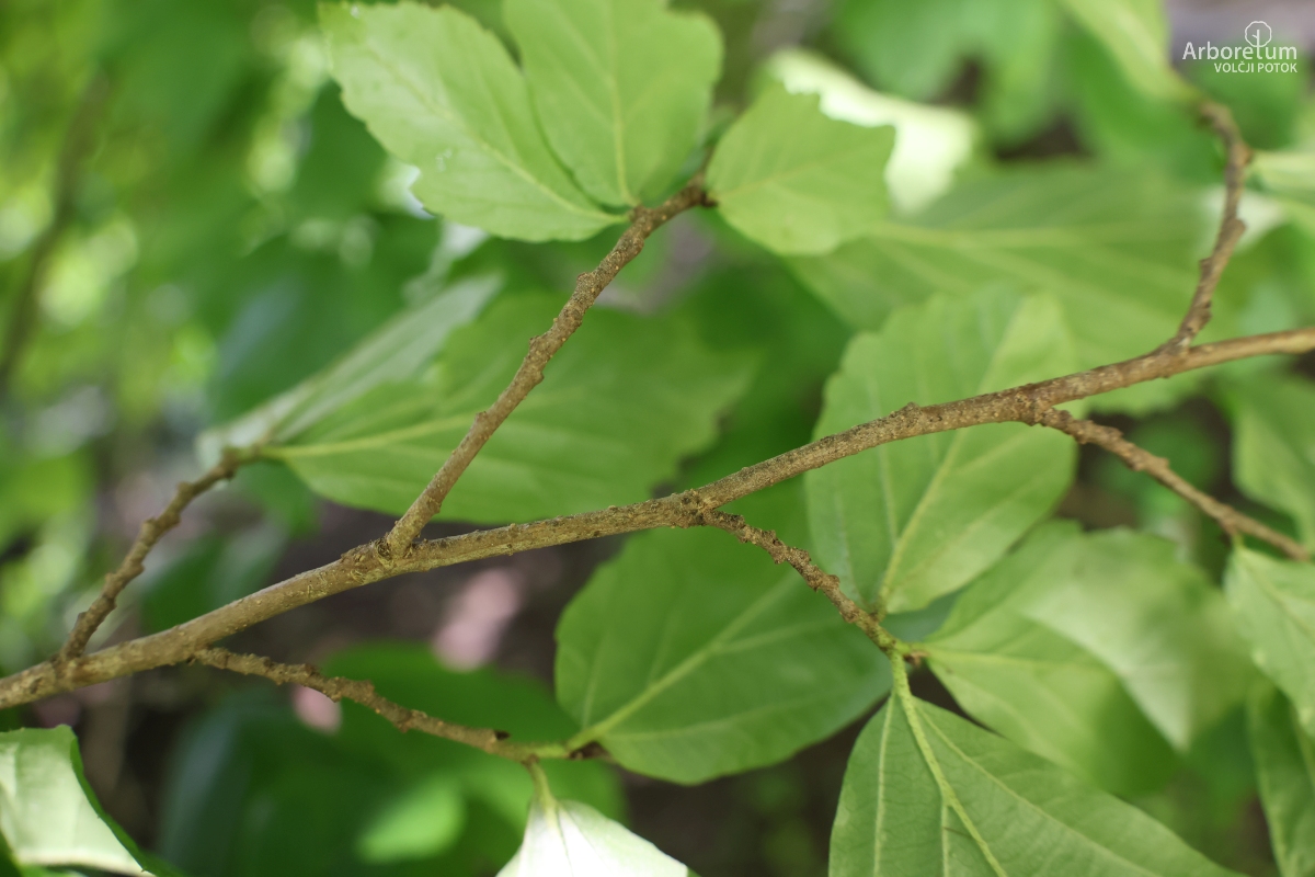 C-1-28_Parrotia persica_v2