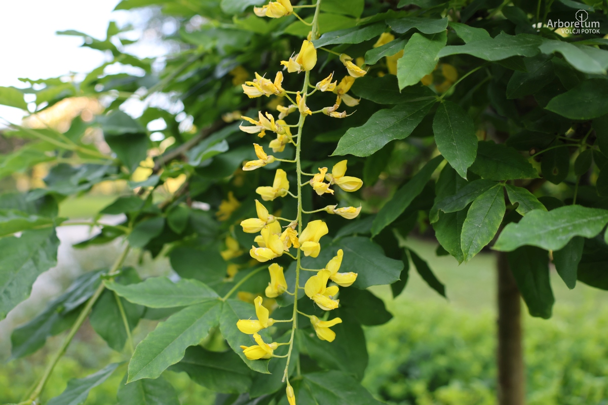 C-2-2_Laburnum alpinum ‘Pendulum’_c