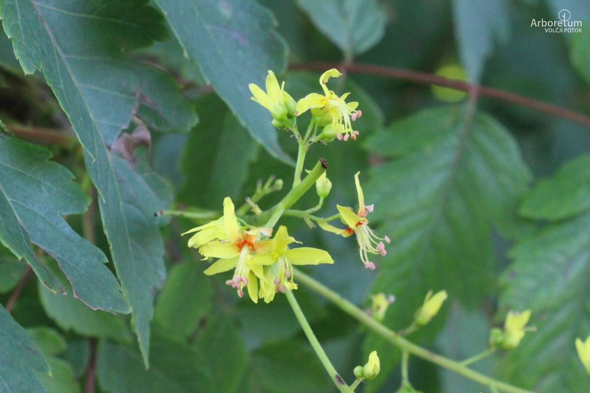 C-2-51_Koelreuteria paniculata_c10_junij