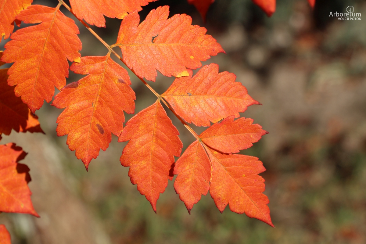 C-2-51_Koelreuteria paniculata_oktober_v9