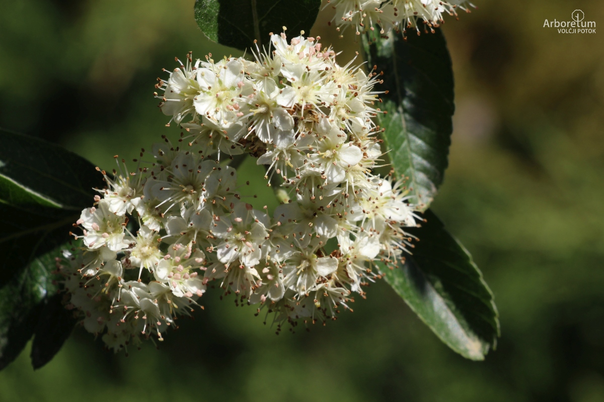 C-2-94_Sorbus hybrida_c10_april