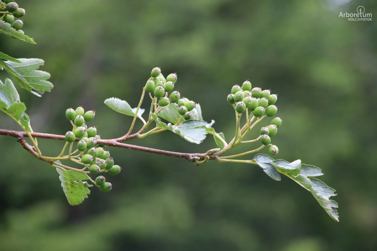 C-2-94_Sorbus hybrida_p10