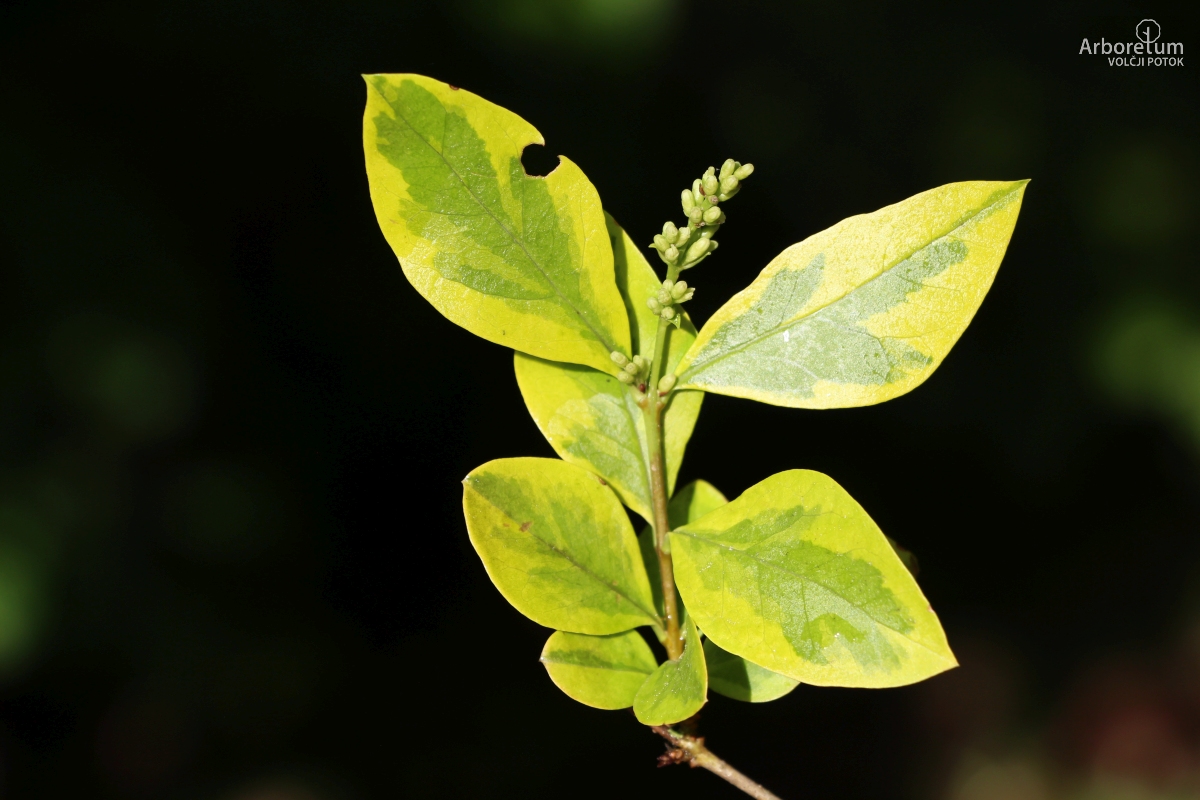 C-3-14_Ligustrum ovalifolium ‘Aureum’_v10_junij