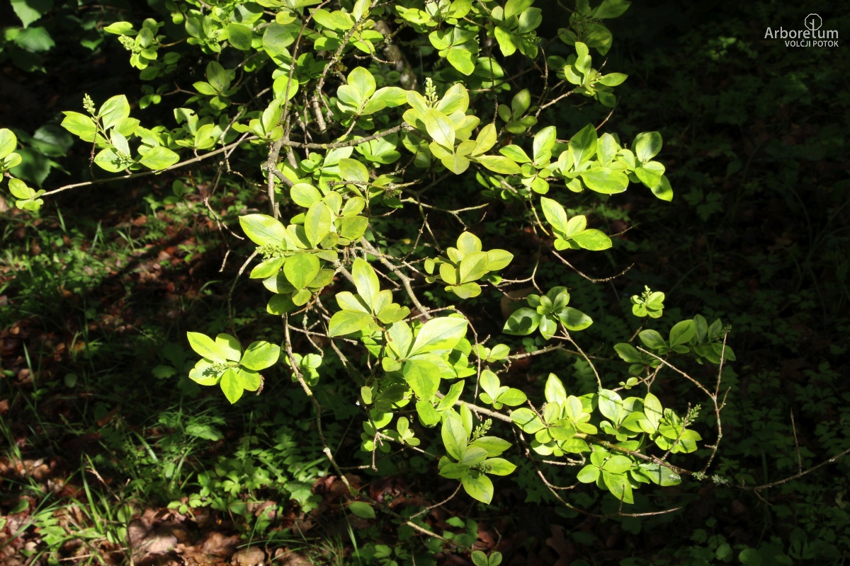 C-3-14_Ligustrum ovalifolium ‘Aureum’_v11_junij
