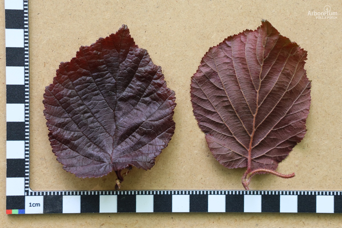 C-3-96_Corylus avellana ‘Red Majestic’-l5