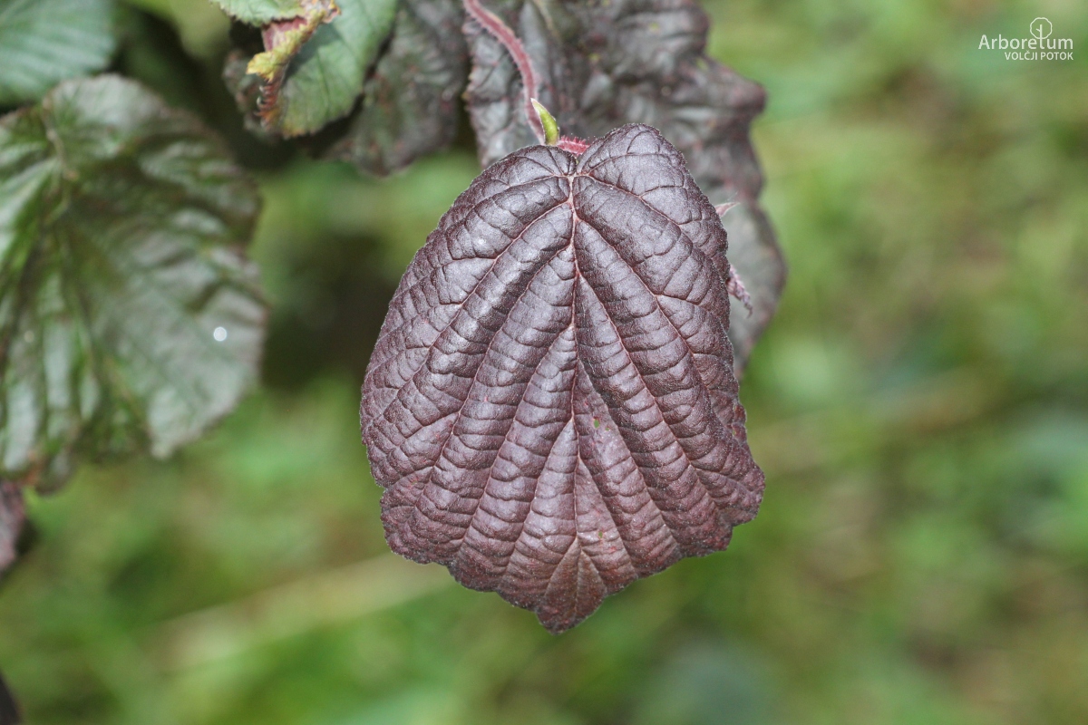 C-3-96_Corylus avellana ‘Red Majestic’_l6
