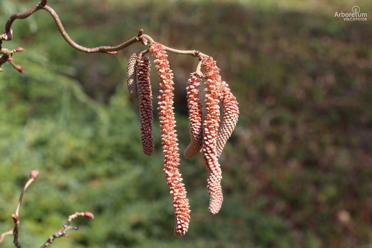 C-3-96_Corylus avellana ‘Red Majestic’_p4