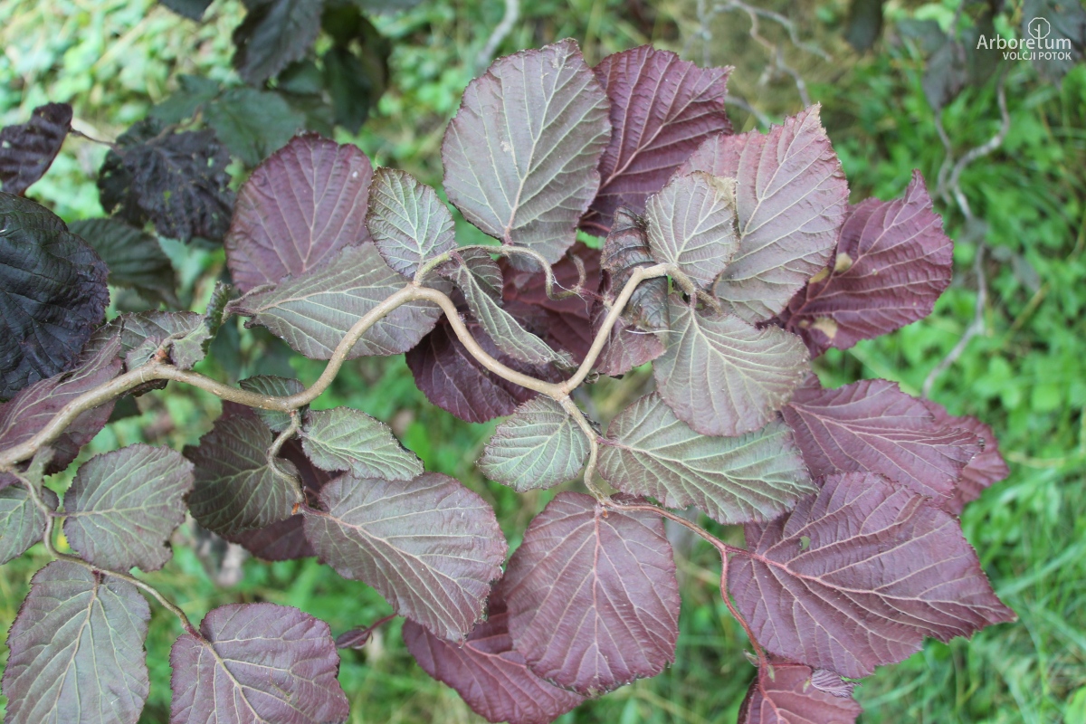 C-3-96_Corylus avellana ‘Red Majestic’_v5