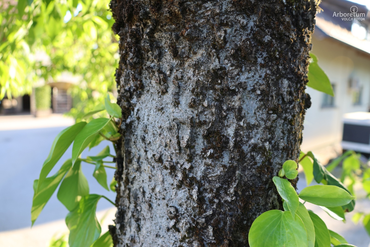 C-4-72_Celtis occidentalis_d