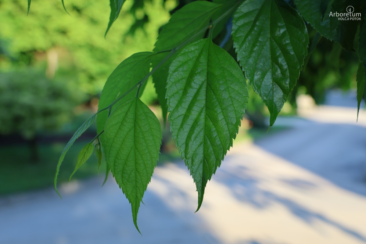 C-4-72_Celtis occidentalis_l